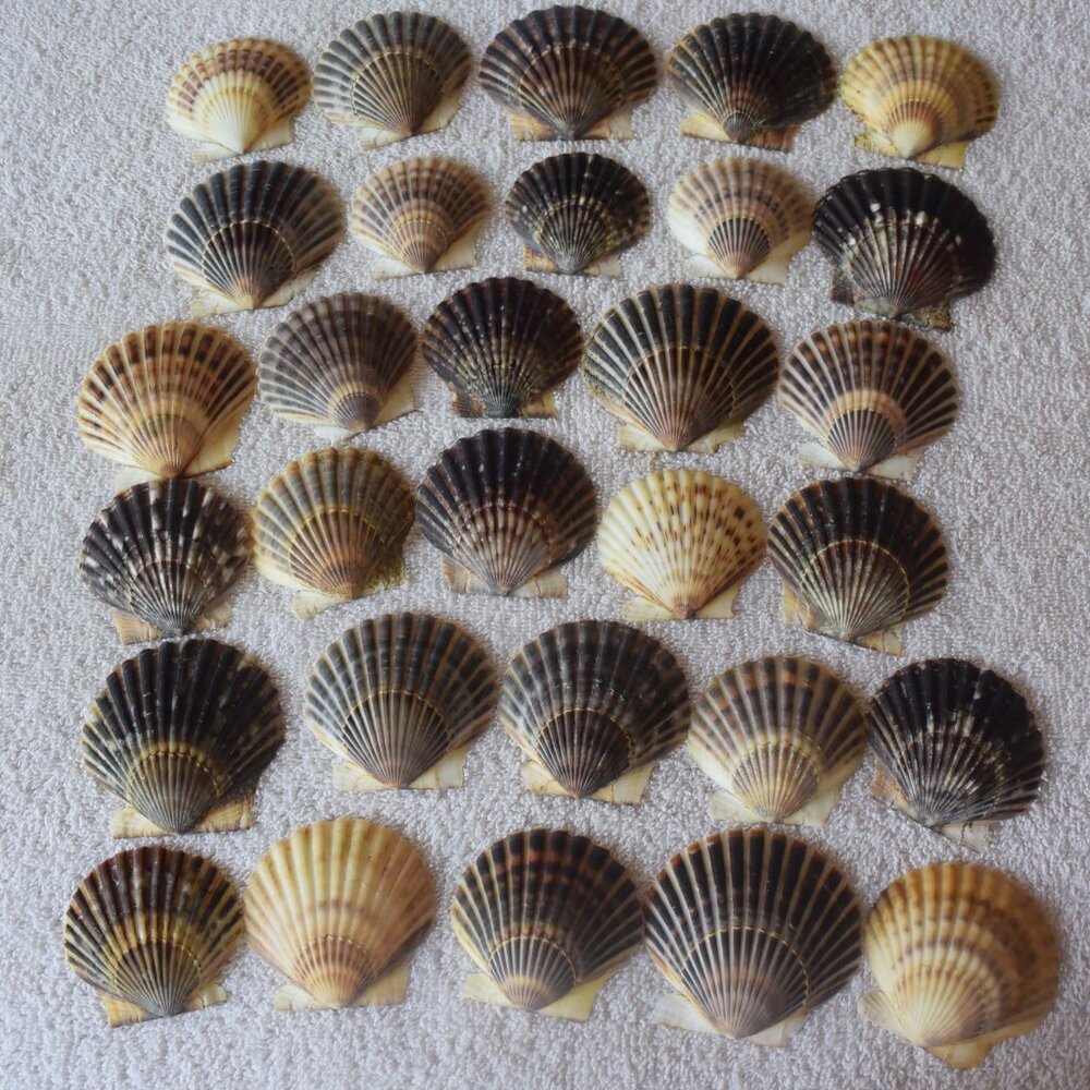 Lot of 25 Atlantic Bay Scallop Shells, Natural Seashells for Decor & Crafting